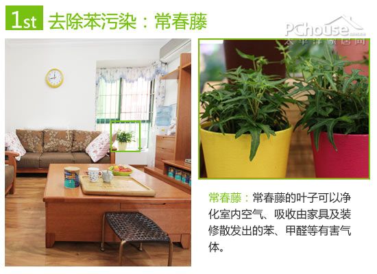 巧用植物改善室内空气:除苯、除甲醛与除氨推荐
