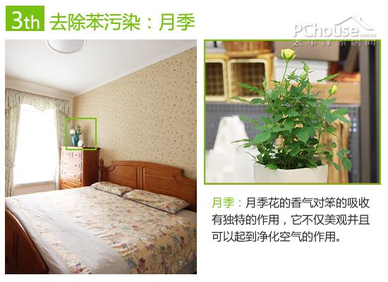 巧用植物改善室内空气:除苯、除甲醛与除氨推荐