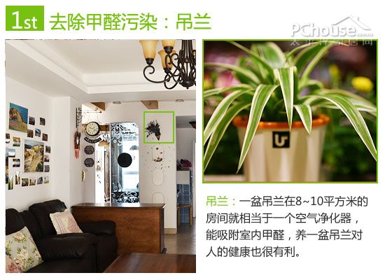 巧用植物改善室内空气:除苯、除甲醛与除氨推荐