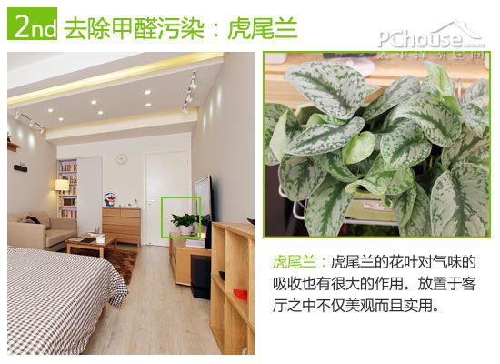 巧用植物改善室内空气:除苯、除甲醛与除氨推荐