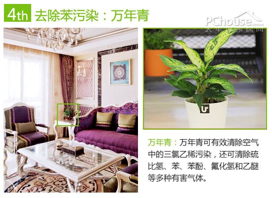 巧用植物改善室内空气:除苯、除甲醛与除氨推荐