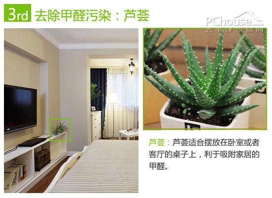 巧用植物改善室内空气:除苯、除甲醛与除氨推荐