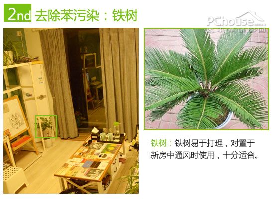 巧用植物改善室内空气:除苯、除甲醛与除氨推荐