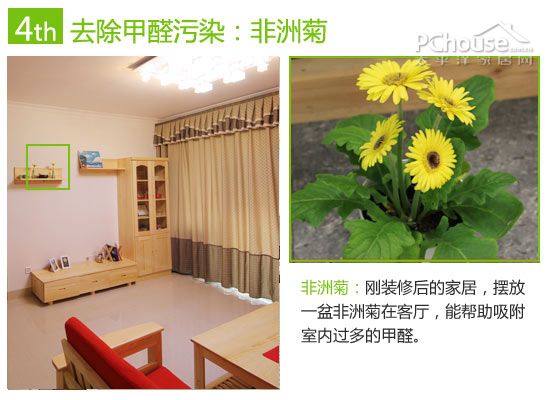 巧用植物改善室内空气:除苯、除甲醛与除氨推荐