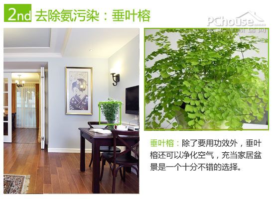 巧用植物改善室内空气:除苯、除甲醛与除氨推荐