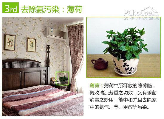 巧用植物改善室内空气:除苯、除甲醛与除氨推荐