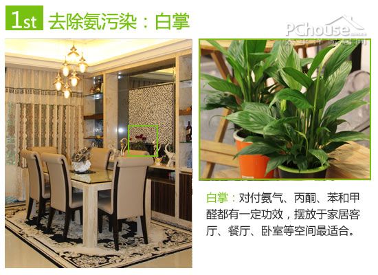 巧用植物改善室内空气:除苯、除甲醛与除氨推荐