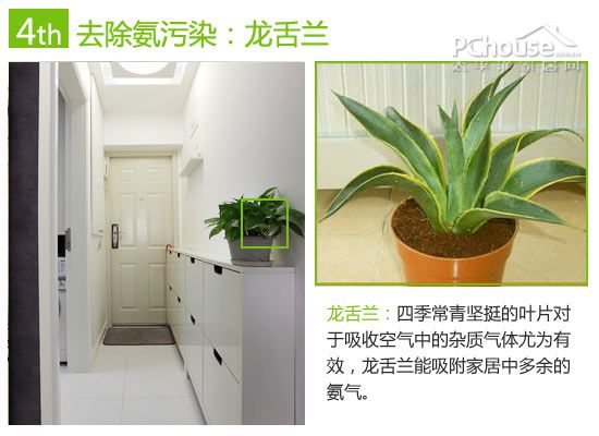 巧用植物改善室内空气:除苯、除甲醛与除氨推荐