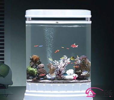 風水魚缸擺放指南:正確位置與禁忌注意