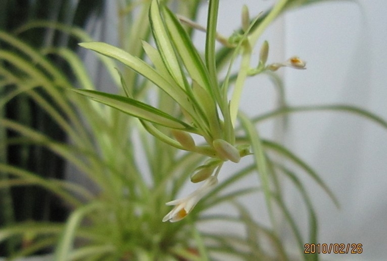 怎樣降低裝修污染?家居空氣凈化植物排行