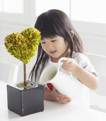 家居植物摆放风水 助你财运亨通事业宏图
