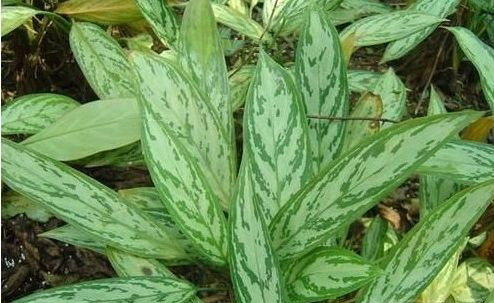 房屋裝修放什麼植物好?4款實用綠化植物推薦