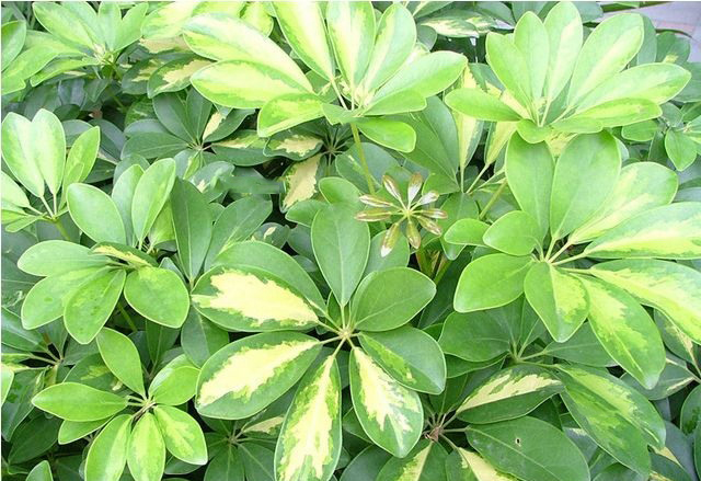 房屋裝修放什麼植物好?4款實用綠化植物推薦