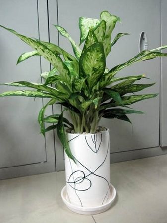 陽台風水植物推薦：哪些植物能旺財又保平安？