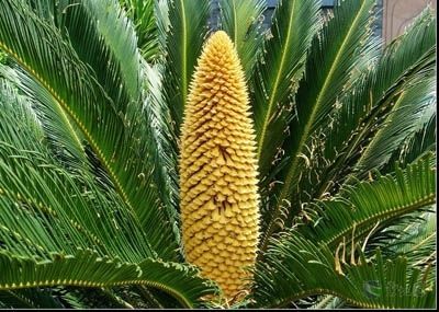 陽台風水植物推薦：哪些植物能旺財又保平安？