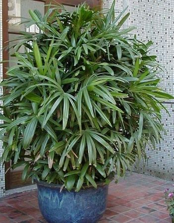 陽台風水植物推薦：哪些植物能旺財又保平安？