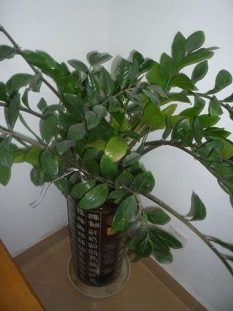 陽台風水植物推薦：哪些植物能旺財又保平安？