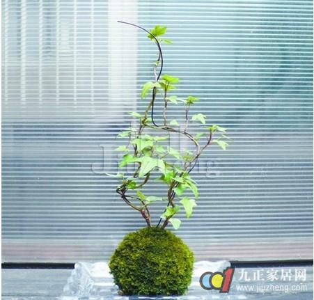幾種室內植物特點與擺放風水指南