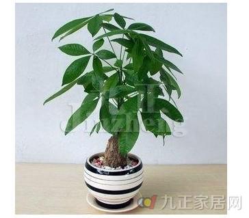 幾種室內植物特點與擺放風水指南