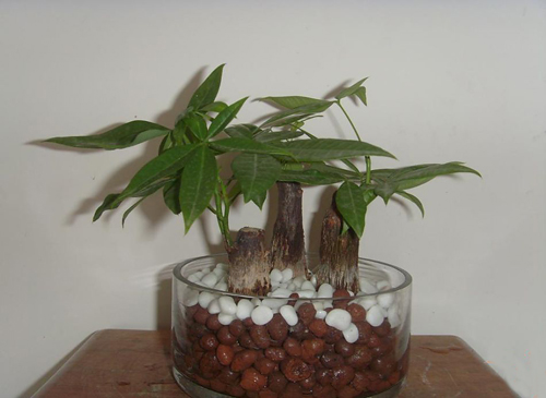 6 種客廳招財植物推薦