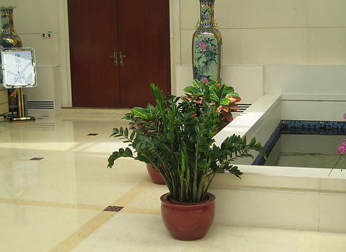 6 種客廳招財植物推薦
