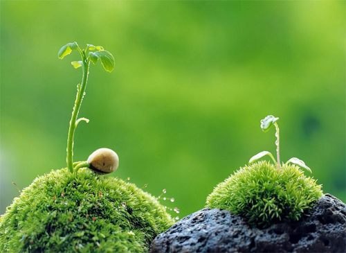 6 種客廳招財植物推薦
