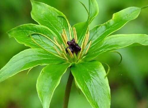 6 種客廳招財植物推薦