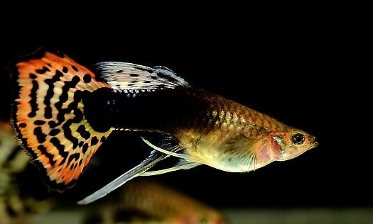 鳳尾魚風水應用與魚缸擺放指南