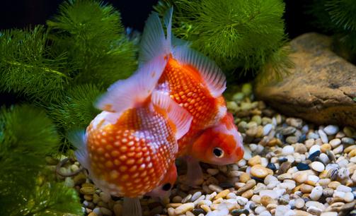 金魚的家居風水應用與原則