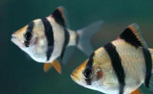 虎皮魚缸擺放與風水應用：空間布局、水溫與混養指南