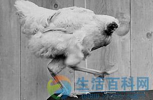 世界10大怪異節日:日本裸體節美國無頭雞節等