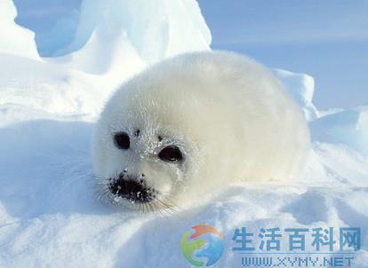 3月1日什麼節日?國際海豹日日期與由來