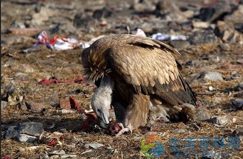 天葬:藏族人對死者最高的禮遇